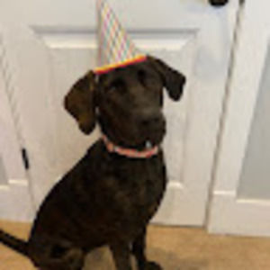 Meet your Posher, Bella